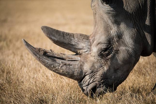 Destaques do Safari na Tanzânia 5D/4N (Tarangire, Serengeti e Ngorongoro)