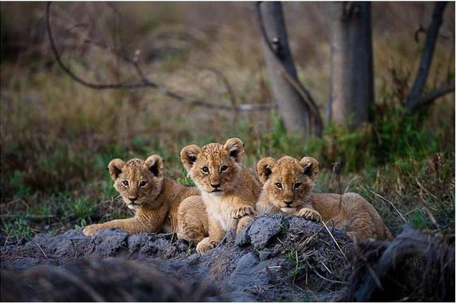 Botswana Wild Parks (Maun Start)