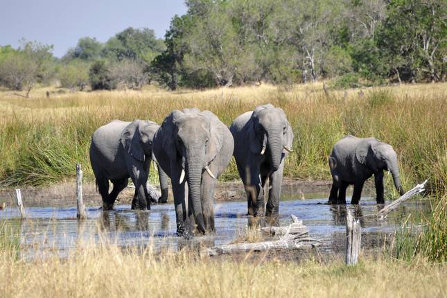 Botswana Wild Parks