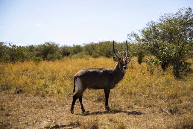 Beaches, Game Parks & Gorillas (from Zanzibar to Nairobi)