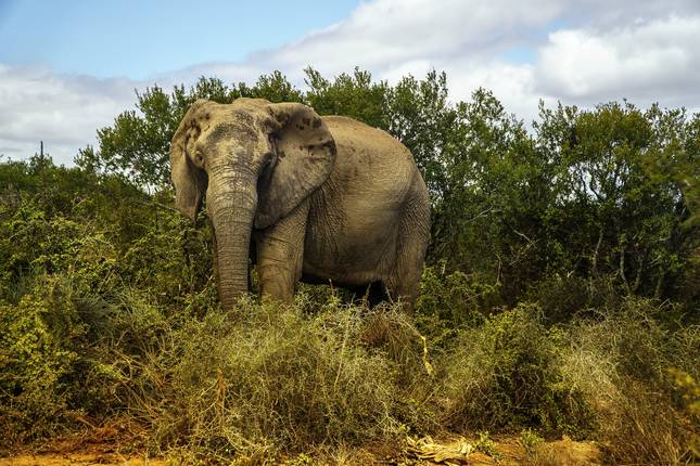 Journeys: Explore Kruger National Park National Geographic Journeys