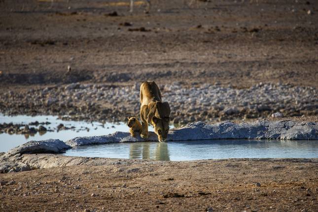 Journeys: Explore Kruger & Victoria Falls National Geographic Journeys