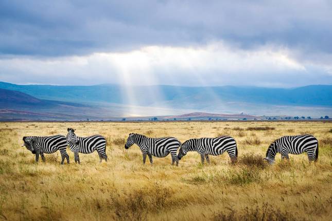 Safari Serengeti e Ngorongoro 4D/3N