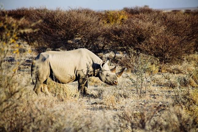 12-day Okavango Delta & Etosha Express (Accommodated)