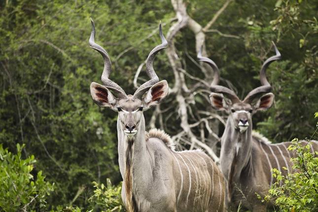 Niezbędne Afrykańskie Safari