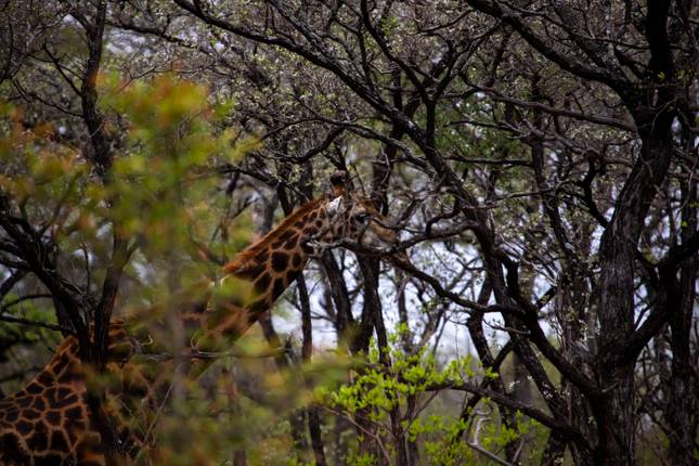 Kruger Safari And The Panorama Route