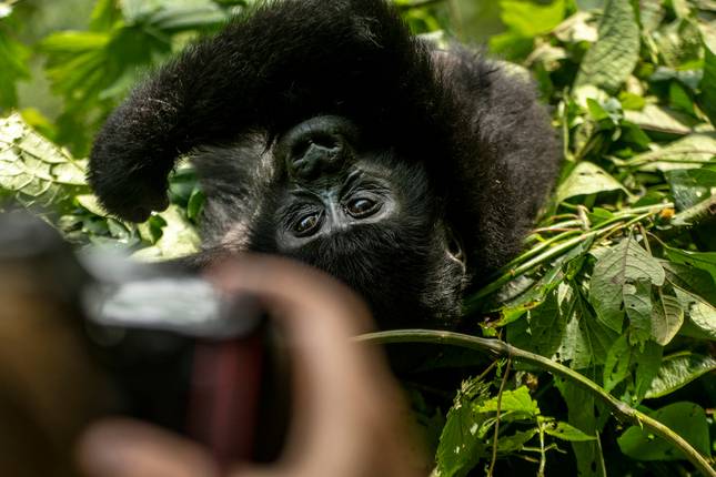 Masai Mara & Gorillas - Camping & Accommodated