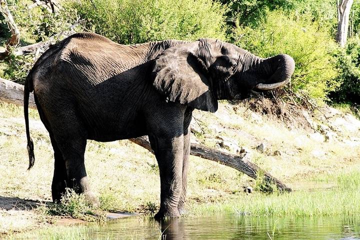 9-day Victoria Falls & Okavango Wilderness Trail (Accommodated)