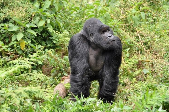 3 Day Uganda Gorilla Trek Budget Safari via Kigali