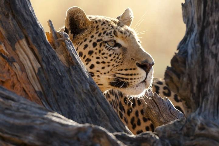 Botswana Wildlife Safari