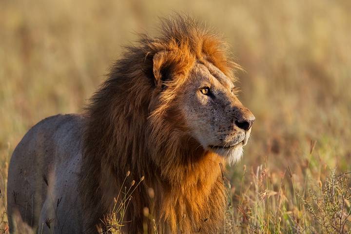 Serengeti Wildlife Experience