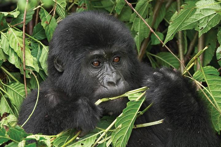 Uganda Gorilla and Chimp Safari