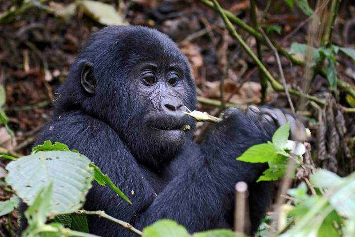 4 Day Rwanda & Uganda Gorilla Trekking Safari via Rwanda