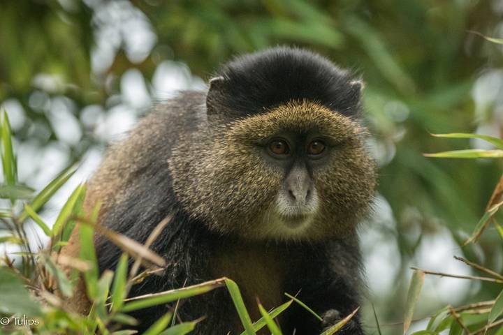3 Day Gorilla & Golden Monkey Trekking Trip, Volcanoes NP