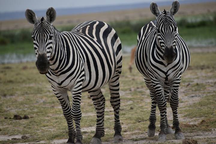 13 Days Kenya And Tanzania  Budget  Camping Safari 4x4 Jeep
