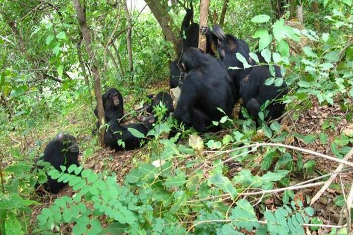 Gombe Chimpanzee Safari – An Unforgettable Primate Adventure