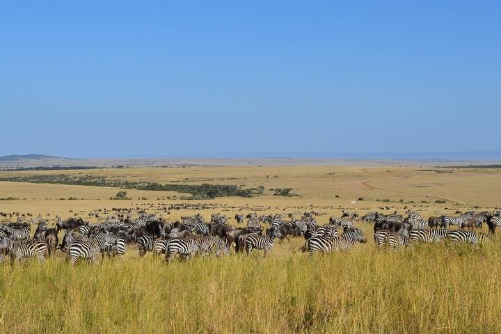 7 Days Kenya mid range safari and Beach Holiday