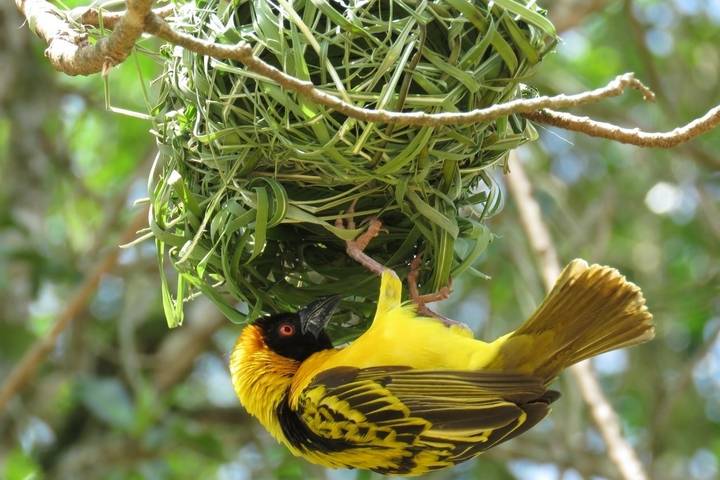 10 Days Uganda Birding, Rhinos and Primates Safari ( Private tour)