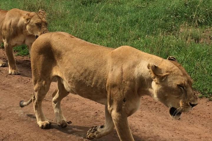 8 Days Highlights of Tanzania