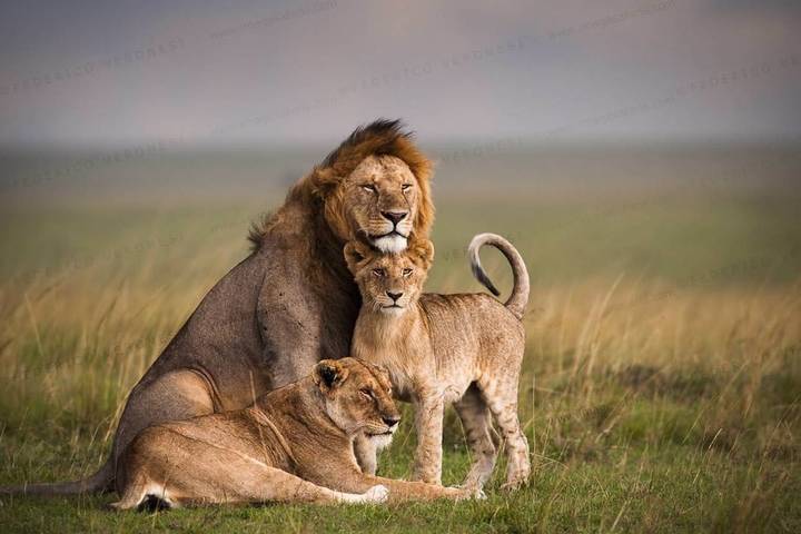 3 Days Classic Masai Mara Safari Offer- Loyk