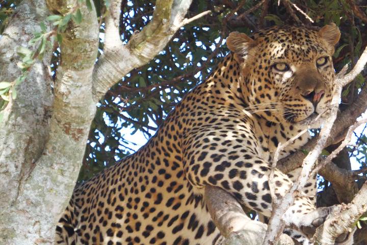 7 Day Breathtaking Kenya Big 5 Wildlife Safari - Comfort