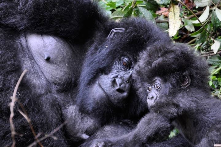 14-Day Uganda & Rwanda Primate Tour (Midrange Tour)