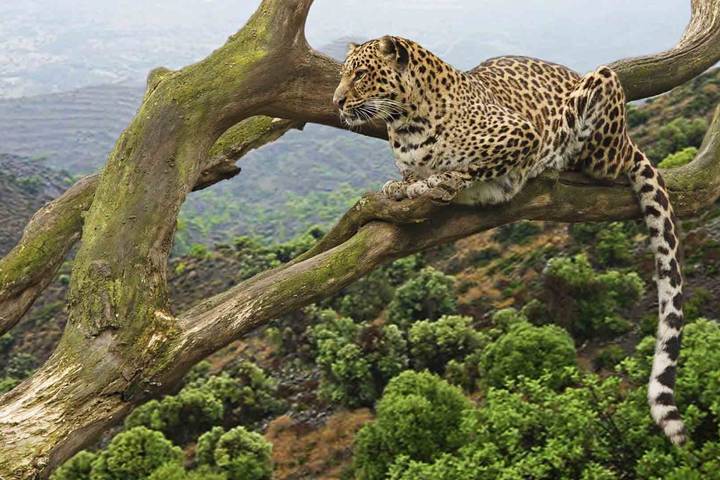 Rwanda Safari