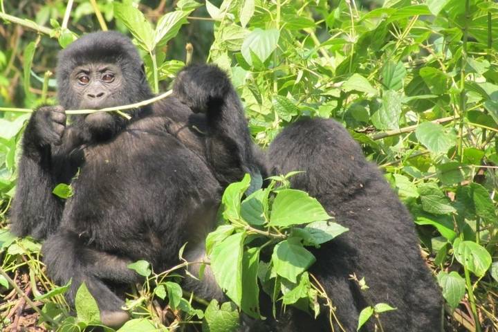 2 Day Gorilla Trekking Budget Safari in Uganda
