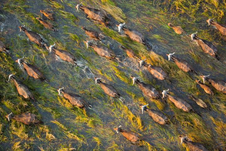 Botswana Wild Side