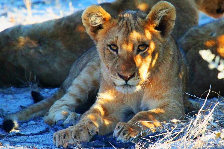 10 Best Namibia Tours & Trips 2024/2025 - TourRadar