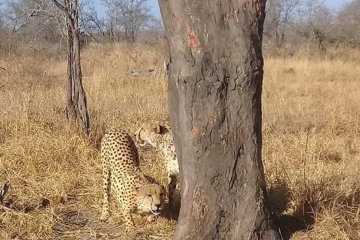 3 Day | Kruger National Park Safari