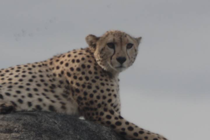 Kenyan National Park Safari - 9 Days