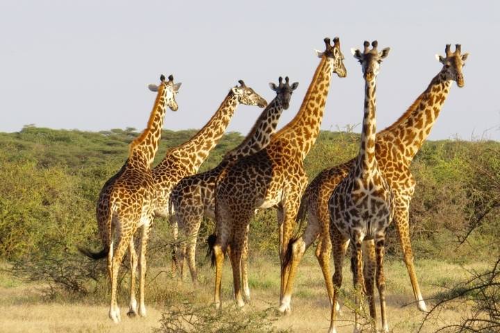 4 Days - Arusha, Serengeti, & Ngorongoro Crater