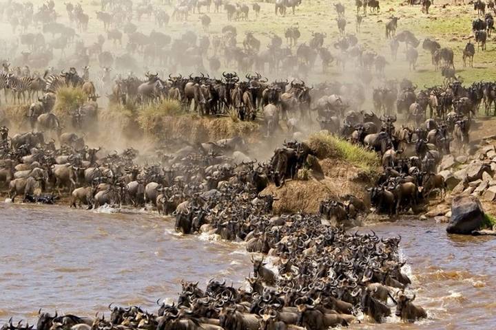 PRIVATE Wildebeest Calving Safari, Tanzania, January to March **Sustainable Approach to Travel