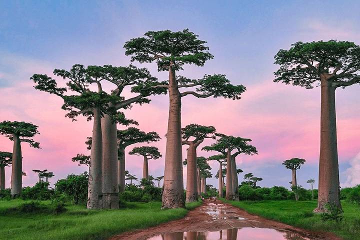 7 Days Best Madagascar Tour with Baobabs Avenue and Lemur (Private Guide & Jeep)
