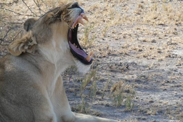9 Days, Ultimate Chobe, Elephant Sands ,Makgadikgadi Pans, Okavango Delta Safari & Moremi