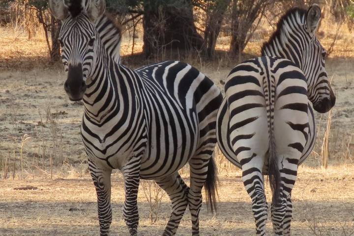 4 Days Ultimate Hwange Big 5 Safari