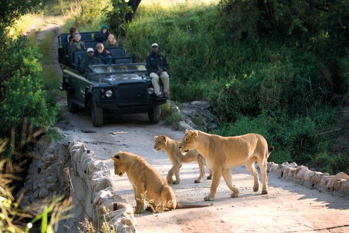 Incomparable Cape Town And Safari