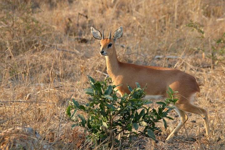 Southern Safari 18 Days/17 Nights