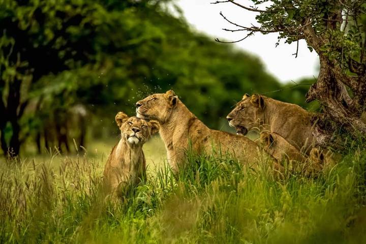 Kenya Maasai Mara BIG 5 Safari 7 Days **Sustainable Approach to Travel