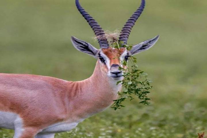 Camping Safari 4 Days / 3 Nights Safari Tanzania Northern (all accommodation and transport are included)