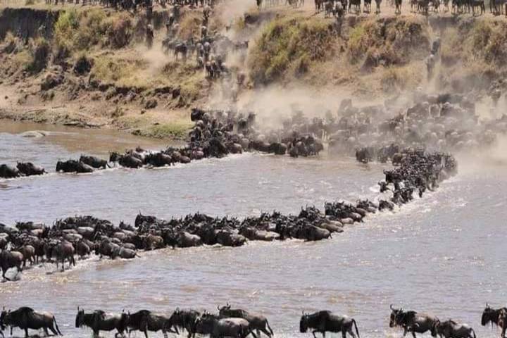 5 Days great migration safari Serengeti luxury (all accommodation and transport are included)