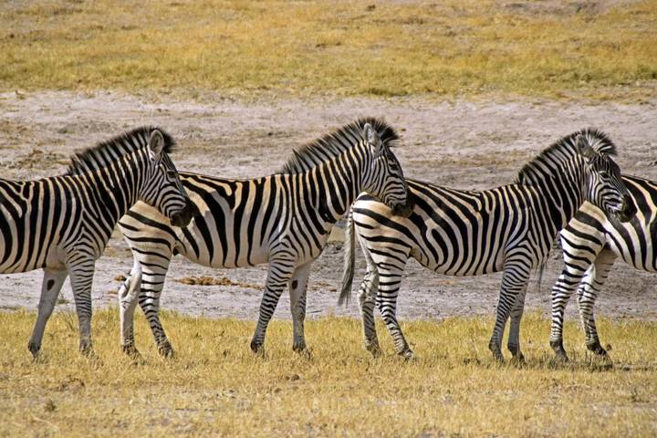 Botswana Safari: the Highlights