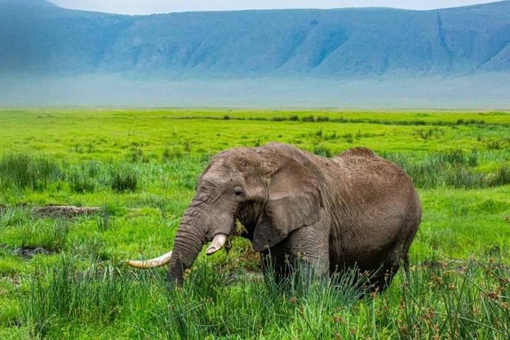 All Tours & Trips by Zara Tours (Zara Tanzania Adventures) in 2026