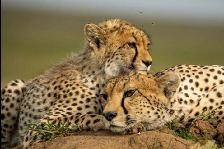 Kenya AND Tanzania Classic Safari – Two Birds with One Stone **Sustainable Approach to Travel