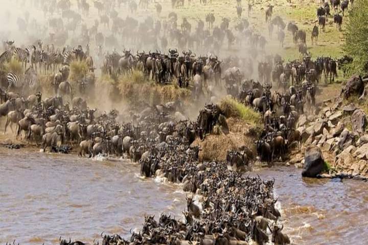 5 Days great migration safari Serengeti luxury (all accommodation and transport are included)