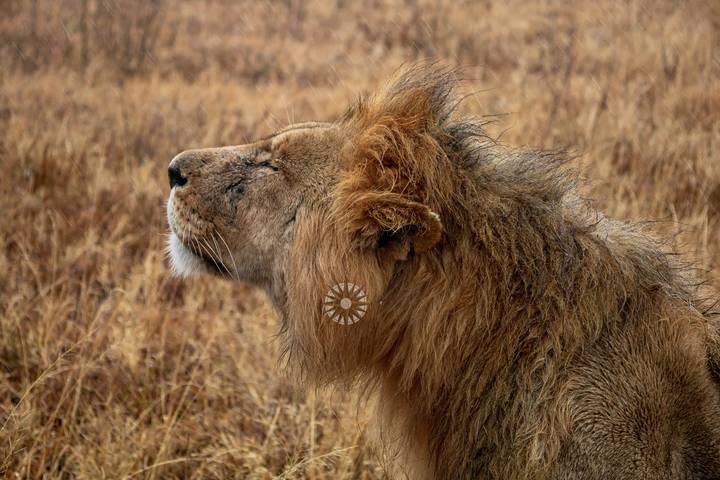 Simba Classic Adventure Safari **Sustainable Approach to Travel