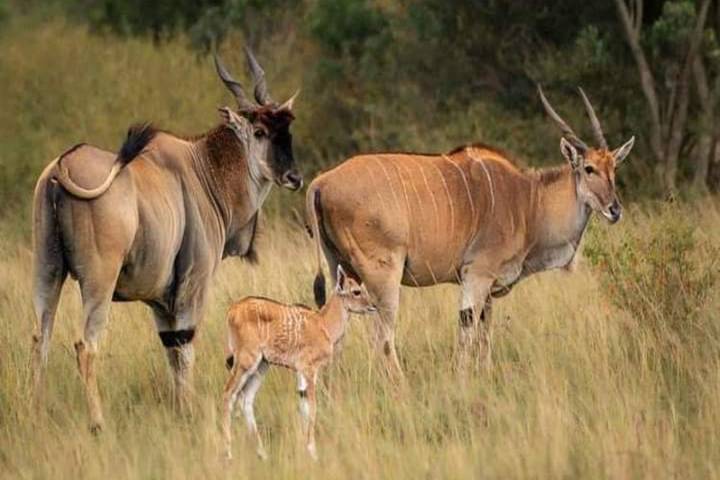 3 Days Kenya Budget Safari to Maasai Mara