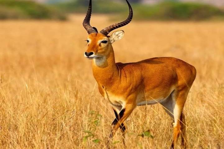 Day Trip to Mkomazi National Park