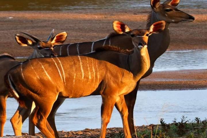 5 days walking Safari